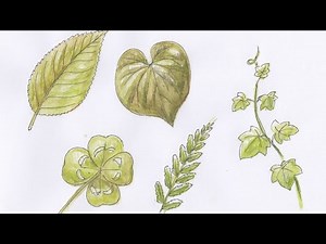 【いろんな葉っぱを描く！】水彩色鉛筆とペンのイラストの描き方