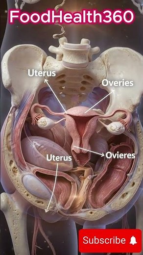 Discover Inside the Female Pelvis in 3D #shorts: Anatomy Explored!
