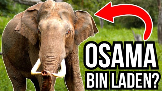 When Animals Kill Humans—and Then Come Back for More