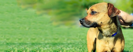 Chinook | Dog Breed Facts and Information - Wag! Dog Walking