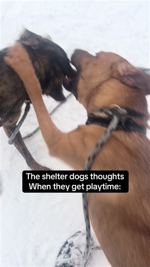 Meet Our Adorable Shelter Dogs Roz and Ryxen