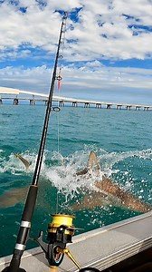 690K views · 2.4K reactions | Fender needs to learn the redirect method! 麗  @tybias.ramm  Taxman Gear! ‍☠️ Worldwide Shipping fuckthetaxman.com - link in bio #fishing #fisherman #shark | Fk The Taxman | Facebook