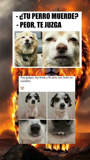 Meme de los perritos de mis vecinos