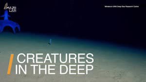 Check Out These Mysterious Octopus Found on the Ocean Floor