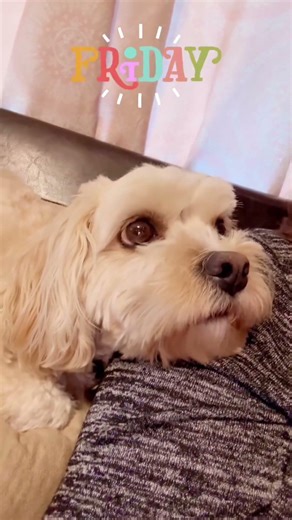 Cozy!! #puppy #viral #shortsviral #pets #shortvideos #dog #shorts #shortsfeed