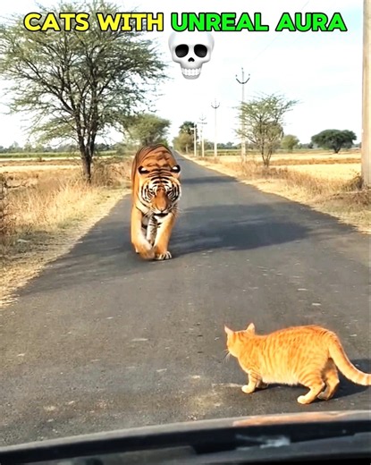 Cats Aura💀 #cat #shorts