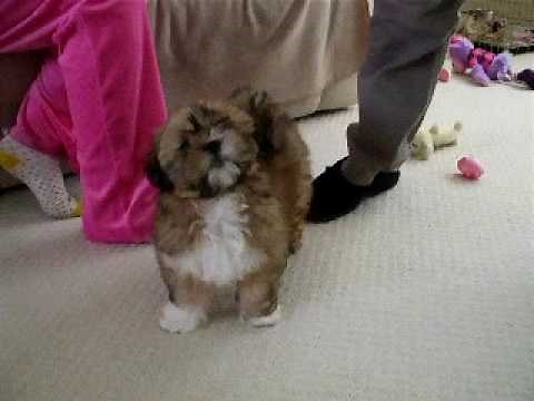 Lhasa Apso Puppy