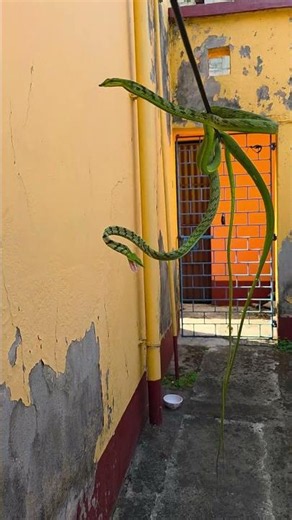 Green Tree Snake #shortsvideo #youtubeshorts #trending