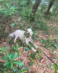 4.4K views · 133 reactions | In Memory Of Barney from two of his TrustedHousesitters Fran & Marco Our message for Barney ❤️ Fran & Marco Map The Unknown "Barney, you’ll be forever in our hearts.Thanks so much for all the love you had given us and for allowing us to take care of you for 2 months. We will never forget all the adventures and memories we collected together! We love you so much!" ... | TrustedHousesitters | Facebook