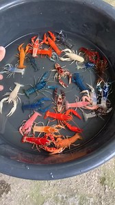 Paano malaman kung breeder na ang ating Colored Crayfish 🦞 🤍🩵💙💛💜🩷❤️🤎🩶🧡 #colorgame | Vons Crayfish Worldd