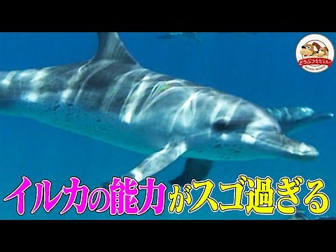 【イルカのスゴ過ぎる能力】超音波で獲物を察知！一瞬で肺の空気を90%入れ替える！クジラとの違いも解説【どうぶつ奇想天外／WAKUWAKU】