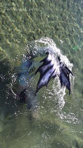 719K views · 8.2K reactions | A mermaid swims in circles. Is she...