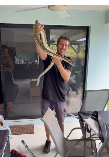 Coastal Carpet Python Finds Shelter from Storm