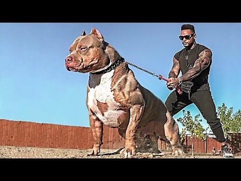 Itingiz bu itlarni bilmagani yaxshi.Dunyodagi eng vaxshiy itlar