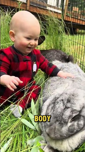 Is this the Ultimate Pet Rabbit? 🤯 #giantrabbit #pets #animalfacts