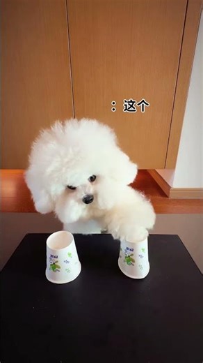 Puppy: Finally made the right choice!#puppy #dramaticdoggo #petdirector