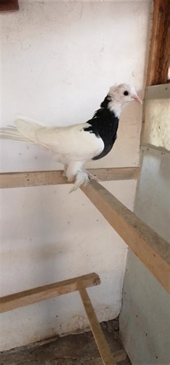 This Cute Pigeon Flew Into Our Home Through the Window! 🕊️