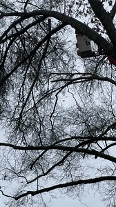 Branch by branch: The oak tree that lost a big branch on Wednesday is being removed today. The crew from Image Tree Service is in the Healdsburg Plaza, carefully cutting and lowering branches, one by one. Please be careful and stay behind the caution tape if you go check it out. #CityOfHealdsburg | City of Healdsburg