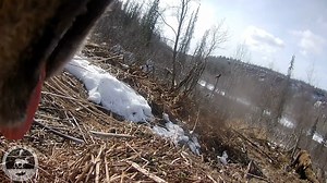 17K views · 101 reactions | When predators meet. Video description:...