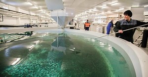 The importance of a moving bed filter in RAS