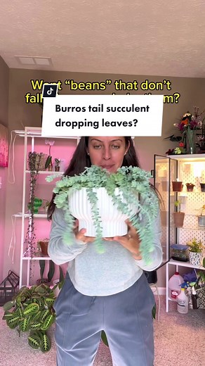 Burro's Tail Succulent Care Tips: Preventing Leaf Dropping