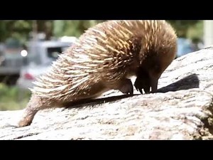 Freycinet Lodge - Accommodation in Freycinet National Park