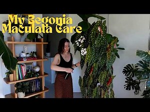 Begonia maculata Full Care Guide | How to Make Your Spotted Begonia Flower | Polka Dot Begonia Care