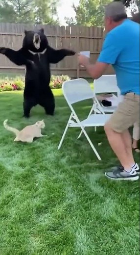 Brave Cat Fights Bear at Family BBQ