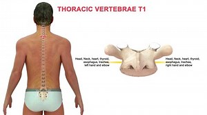 human Thoracic bone T01 anatomy 3d rendering
