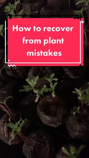 Cómo recuperarse de accidentes con plantas