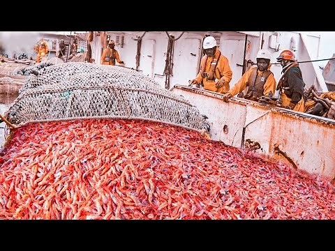 How 🦐 Millions of Shrimp Are Caught, Peeled & Processed