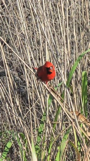 Cute Northern Cardinal🎶🎶