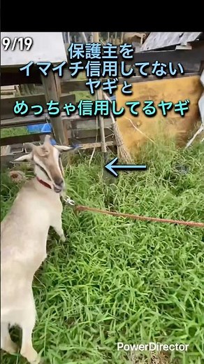 【かわいい動物】それはそれで 可愛いヤギ ／信用して大丈夫だよw 見捨てられた会社の ヤギ に 幸せを