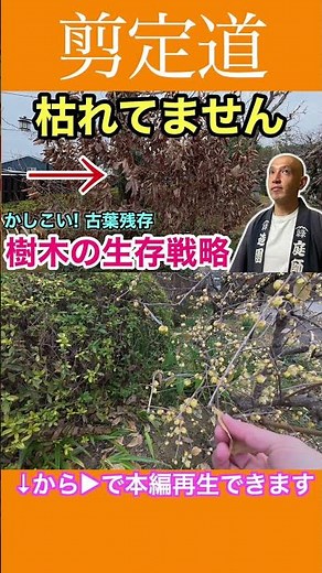Huh? Is it dead? How to tell and the clever survival strategies of trees explained #pruning #gard...