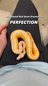 3.1K views · 208 reactions | TAKEOFF IS PERFECT #ballpython #royalpython #reptile #reptilesofinstagram #reptiles #pets #pet #petsofinstagram #bloodpython #burmesepython #reticulatedpython #carpetpython #boaconstrictor #leopardgecko #crestedgecko #beardeddragon #animals #wildlife #bof #recessivegang #ballpythons #royalpythons #reels | BALLS of FURY | Facebook