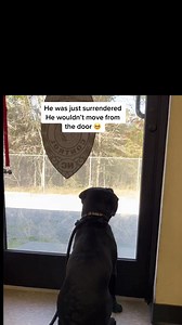 222K views · 10K reactions | Adopt ❤️ #dog #puppy #cat #kitten #shelter #shelterdog #love #sad | Judith Coleman | Facebook