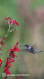 1.8K views · 154 reactions | Ruby-throated Hummingbird … #Z9 #nikon100400 | Ray Yeager - RTY Photography | Facebook