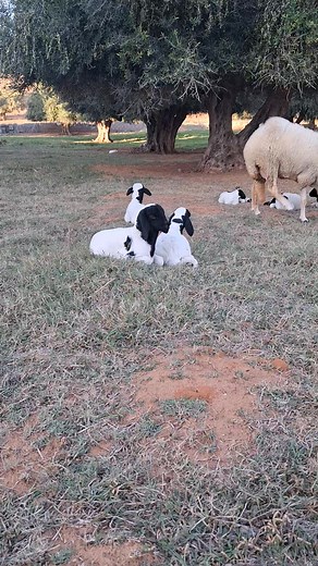 519K views · 11K reactions | حازم عريبي القماطي on Reels | Facebook