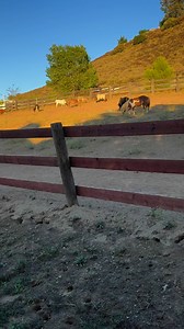 This is called coexisting it really does work❣️ | Sunshine Stables