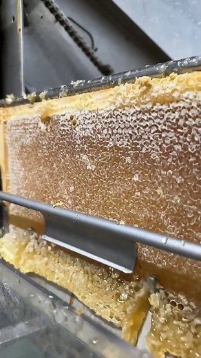 1.9K views · 8.5K reactions | Slow mo never looked so sweet... ✨ Fresh frames from the 2025 summer honey crop, beautifully uncapped and ready to spin. Just look at that golden flow — pure, raw, and straight from the hive  The Bee Team’s been flat out and the honey’s looking  If you’ve never seen summer in a frame… now you have. #BSHoneyBees #SummerHoney #SlowMoSatisfying #UncappingHoney #LiquidGold #HoneyExtraction #UKBeekeeping | BS Honey Bees | Facebook