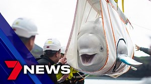 165K views · 56 reactions | SEA LIFE Trust has moved two beluga whales into the world’s first open water sanctuary. Little Grey and Little White are now acclimatising to their new environment in Klettsvik Bay off the south coast of Iceland. “It was complex and it took a lot of time but it was so worth it to see these girls out here” - Manager, Audrey Padgett. www.7NEWS.com.au #7NEWS | 7NEWS Sunshine Coast | Facebook