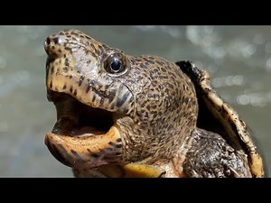 HUGE Head on Loggerhead Musk Turtle! Field Herp Friday