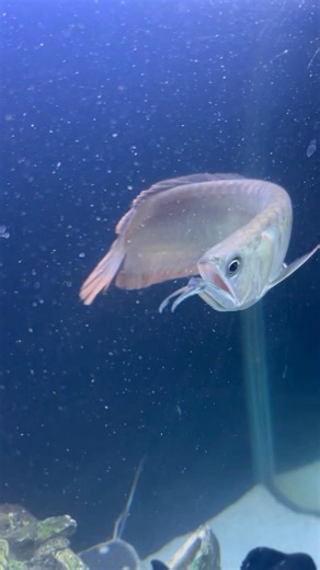 Silver arowana 🐠| #silverarowana #arowana #arowanalovers #monsterfish #fishtank #ytshorts #shorts