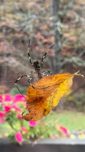 When invasive species start to take over 😳 This isn’t the largest one we’ve seen! The Joro spider has made record invasive numbers this season and I’m ready for them to GO! Apparently they’re shy and non aggressive but why oh why do they have to drop from their webs with a single silk and legs out like they’re on full attack? This feels like all fear tactic and it works 😅 #joro #halloween | The Holistic Homestead