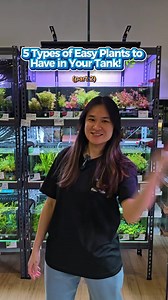 26K views · 379 reactions | ‼️5 Types of Easy Plants for your Tank...