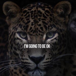 74 reactions · 22 shares | Jaguars are under threat. 33 out of 34 subpopulations are endangered  Their population has plummeted by 20-25% in just 3 generations ⬇️ Logging is rapidly destroying their habitat ❌ These beautiful big cats might not be able to cling on much longer ⏳ Please donate now. Your gift can help protect their precious homes and allow these majestic creatures to roam free  | Fauna & Flora | Facebook