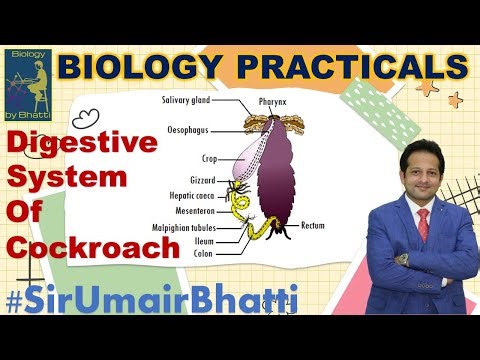 Digestive System of Cockroach | Dissection of Cockroach | F.Sc Biology Practicals | #SirUmairBhatti