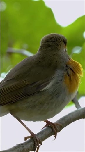 Robin Singing in the Forest #robin #birds #birdsounds #nature #wildlife #birdwatching #shorts