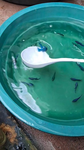 betta jarring Part 8 | Lex Betta