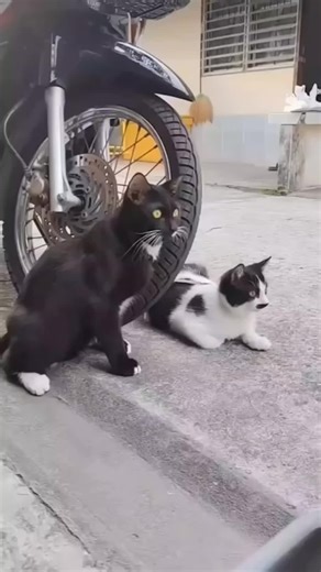 El compa takis de Las Vegas. (@eltakisdelasvegas.2)’s videos with sonido original - El compa takis de Las Vegas.